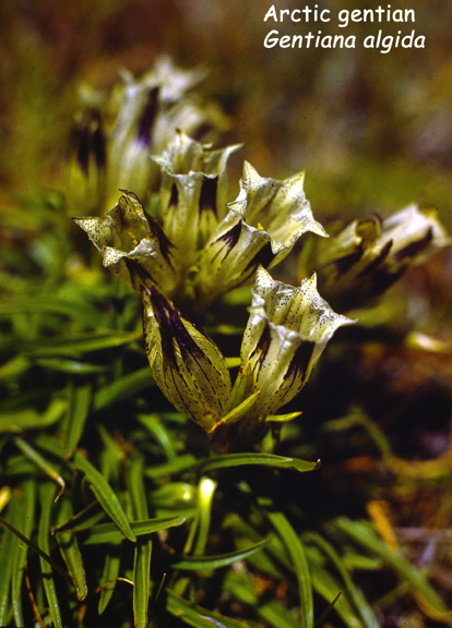 Gentiana algida