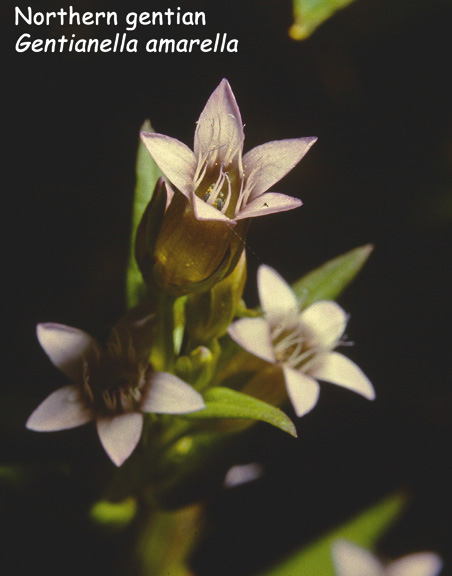 Gentiana amarella