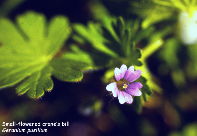 Geranium pusillum