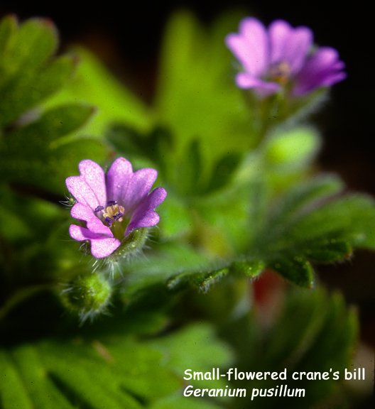 Geranium pusillum