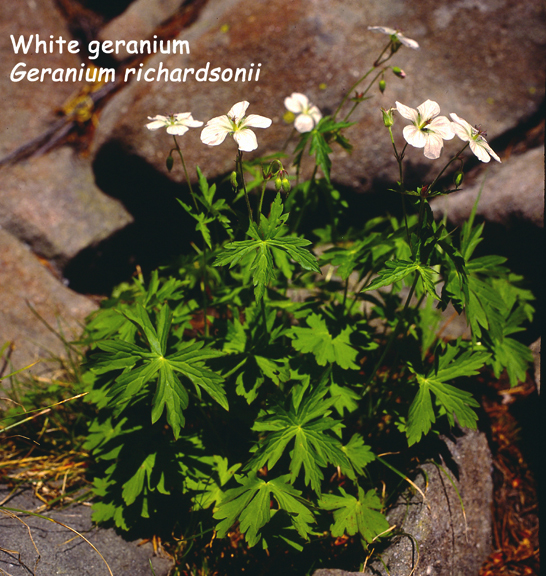 Geranium richardsonii