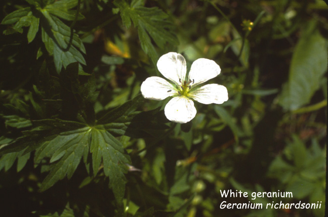 Geranium richardsonii