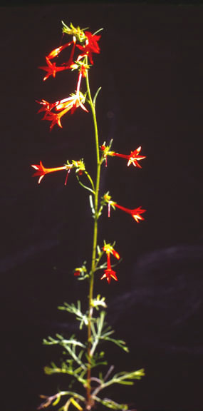 Gilia aggregata