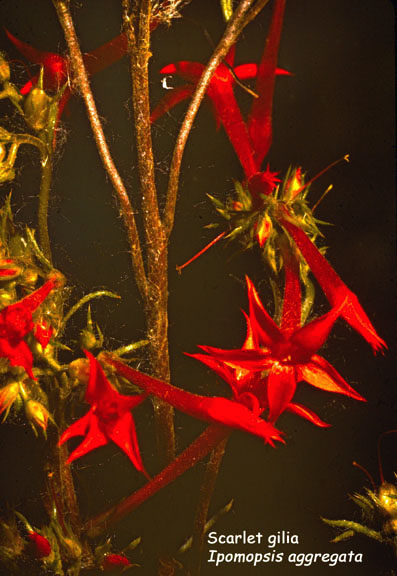 Gilia aggregata