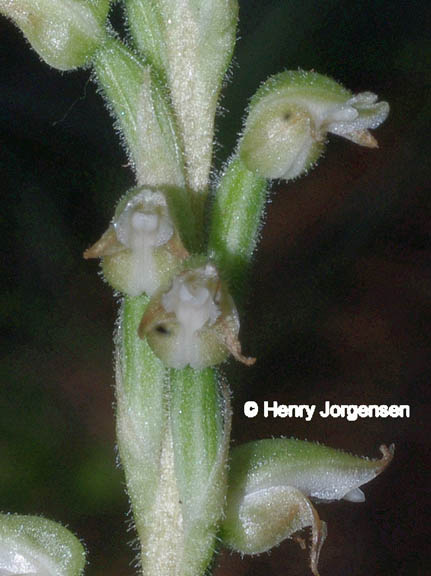 Goodyera oblongifolia