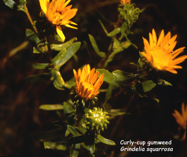 Grindelia squarrosa