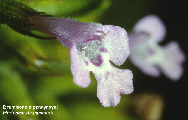 Hedeoma drummondii