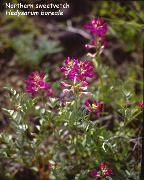 Hedysarum boreale