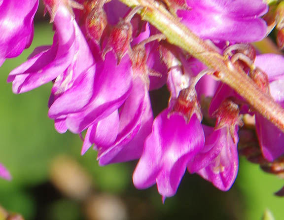 Hedysarum occidentale