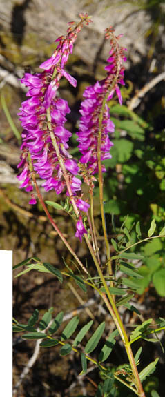 Hedysarum occidentale