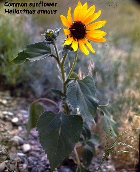 Helianthus annuus