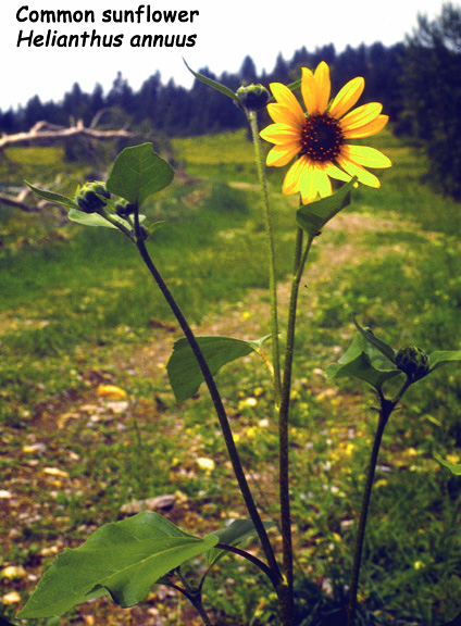 Helianthus annuus