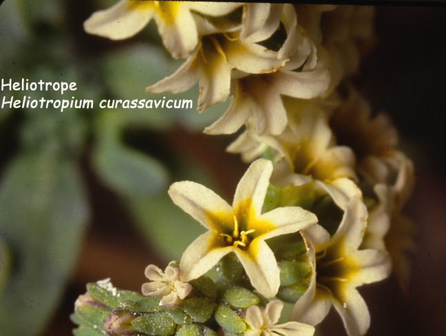 Heliotropium curassavicum