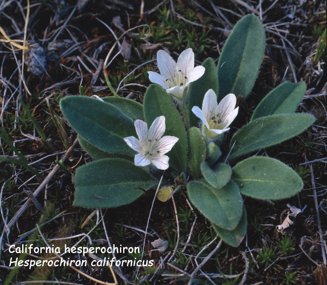 Hesperochiron californicus