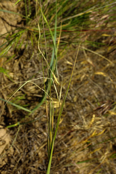 Hesperostipa comata