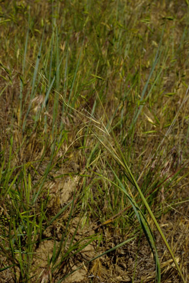 Hesperostipa comata