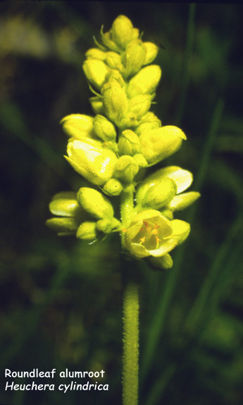 Heuchera cylindrica