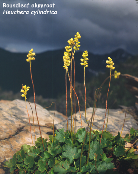 Heuchera cylindrica