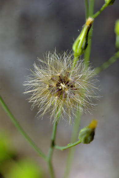 Hieracium albiflorum