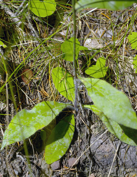 Hieracium albiflorum