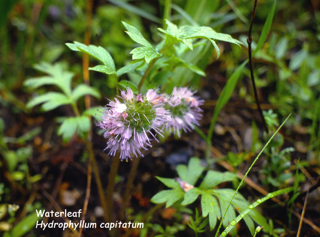 Hydrophyllum capitatum