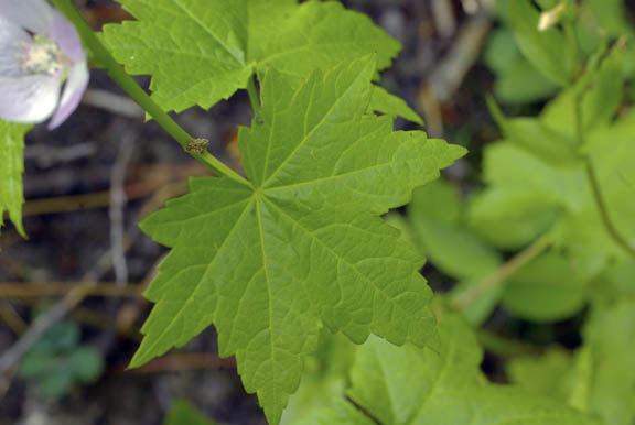 Iliamna rivularis