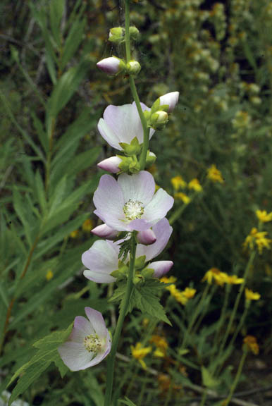Iliamna rivularis