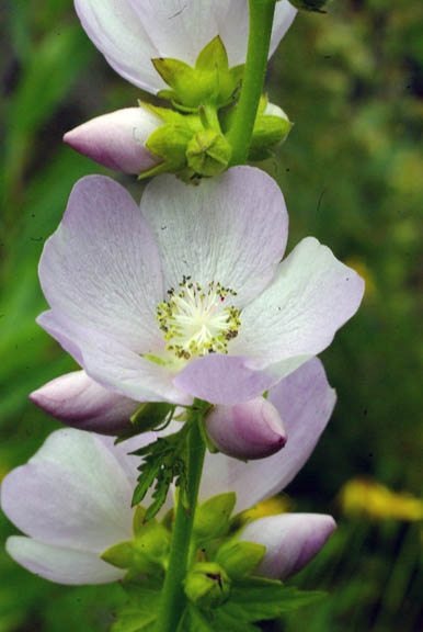 Iliamna rivularis
