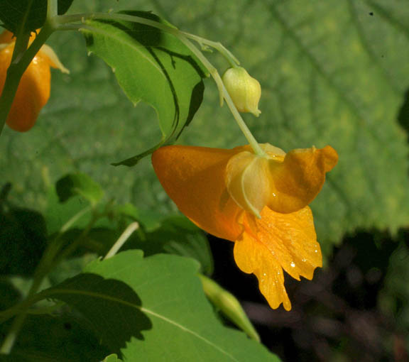Impatiens ecalcarata
