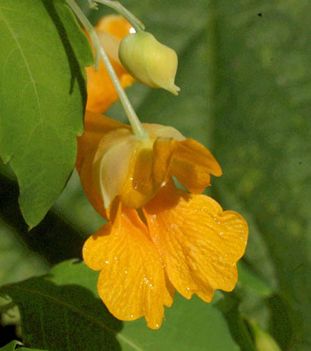 Impatiens ecalcarata