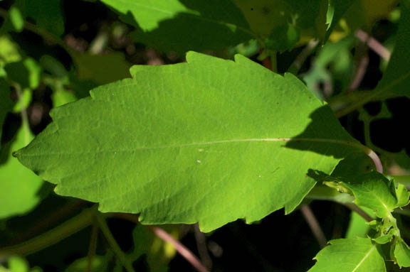 Impatiens ecalcarata
