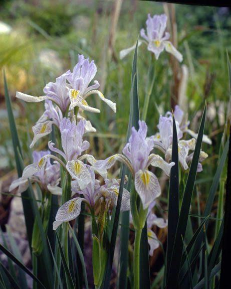 Iris missouriensis