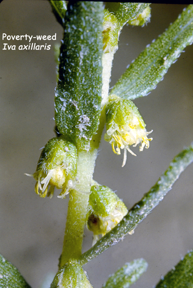 Iva axillaris