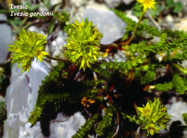 Ivesia gordonii