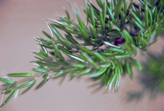 Juniperus communis