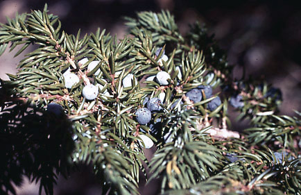 Juniperus communis