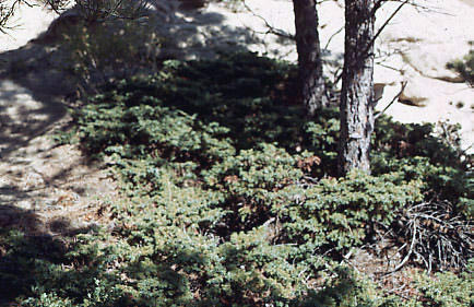 Juniperus communis