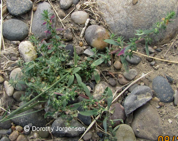 Kochia scoparia