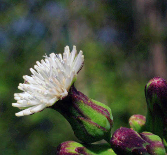 Lactuca biennis