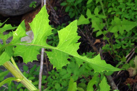 Lactuca biennis