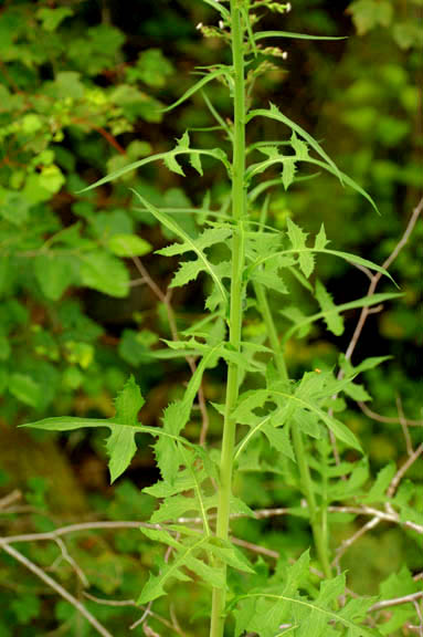 Lactuca biennis