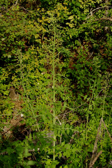 Lactuca biennis