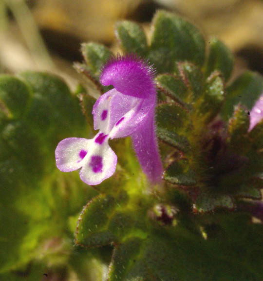 Lamium amplexicaule