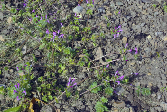 Lamium amplexicaule