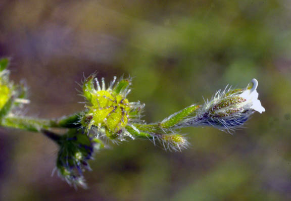 Lappula redowskii