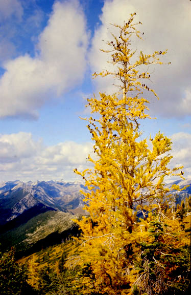 Larix lyallii