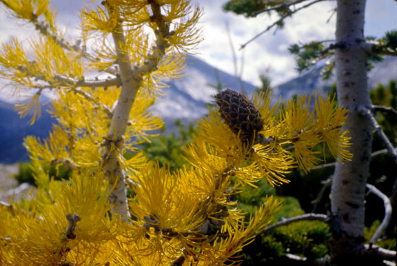 Larix lyallii