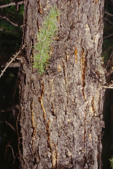 Larix occidentalis