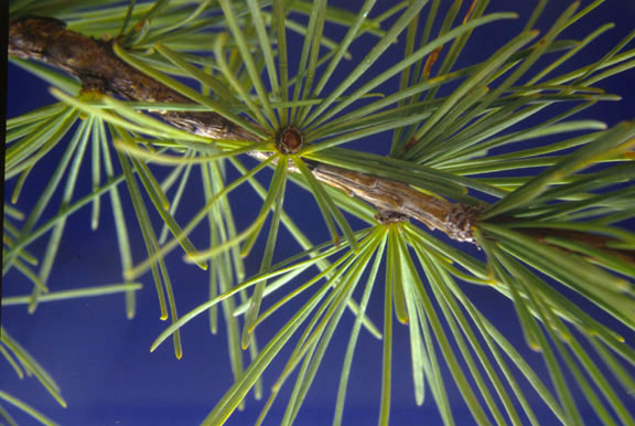 Larix occidentalis
