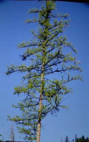 Larix occidentalis